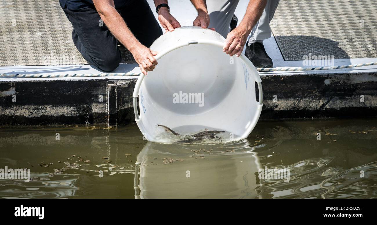 WERKENDAM - Sturgeonen werden im Wasser des De Biesbosch Nationalparks freigesetzt. Die Freisetzung und Rückverfolgung der markierten Tiere ist ein wichtiger Schritt bei der Untersuchung der Möglichkeit der Wiedereinführung dieser Fischart. ANP JEROEN JUMELET niederlande raus - belgien raus Stockfoto