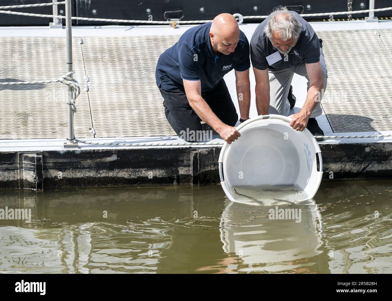 WERKENDAM - Sturgeonen werden im Wasser des De Biesbosch Nationalparks freigesetzt. Die Freisetzung und Rückverfolgung der markierten Tiere ist ein wichtiger Schritt bei der Untersuchung der Möglichkeit der Wiedereinführung dieser Fischart. ANP JEROEN JUMELET niederlande raus - belgien raus Stockfoto