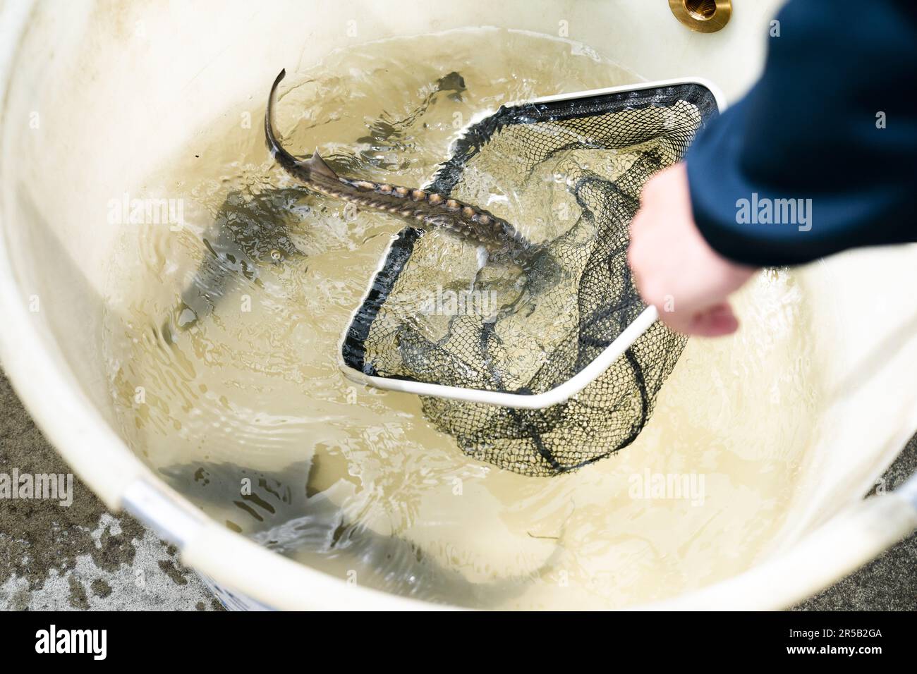 WERKENDAM - Sturgeons in einem Tank vor dem Ablassen in das Wasser des De Biesbosch Nationalparks. Die Freisetzung und Rückverfolgung der markierten Tiere ist ein wichtiger Schritt bei der Untersuchung der Möglichkeit der Wiedereinführung dieser Fischart. ANP JEROEN JUMELET niederlande raus - belgien raus Stockfoto