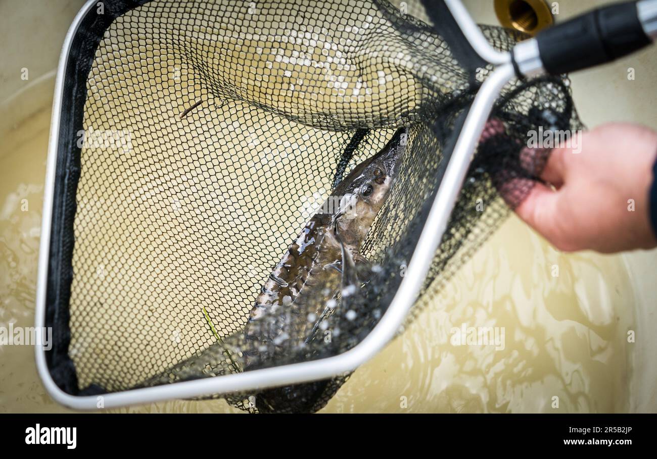 WERKENDAM - Ein Stör in einem Tank, bevor er in das Wasser des De Biesbosch Nationalparks freigesetzt wird. Die Freisetzung und Rückverfolgung der markierten Tiere ist ein wichtiger Schritt bei der Untersuchung der Möglichkeit der Wiedereinführung dieser Fischart. ANP JEROEN JUMELET niederlande raus - belgien raus Stockfoto