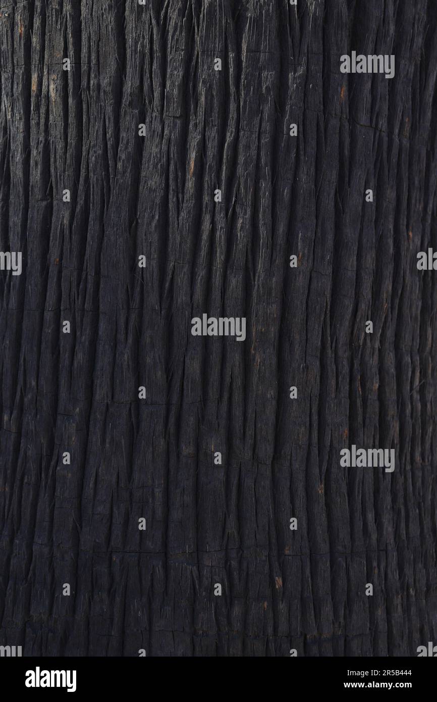 Dunkles Nahbild der Baumrindenstruktur Stockfoto