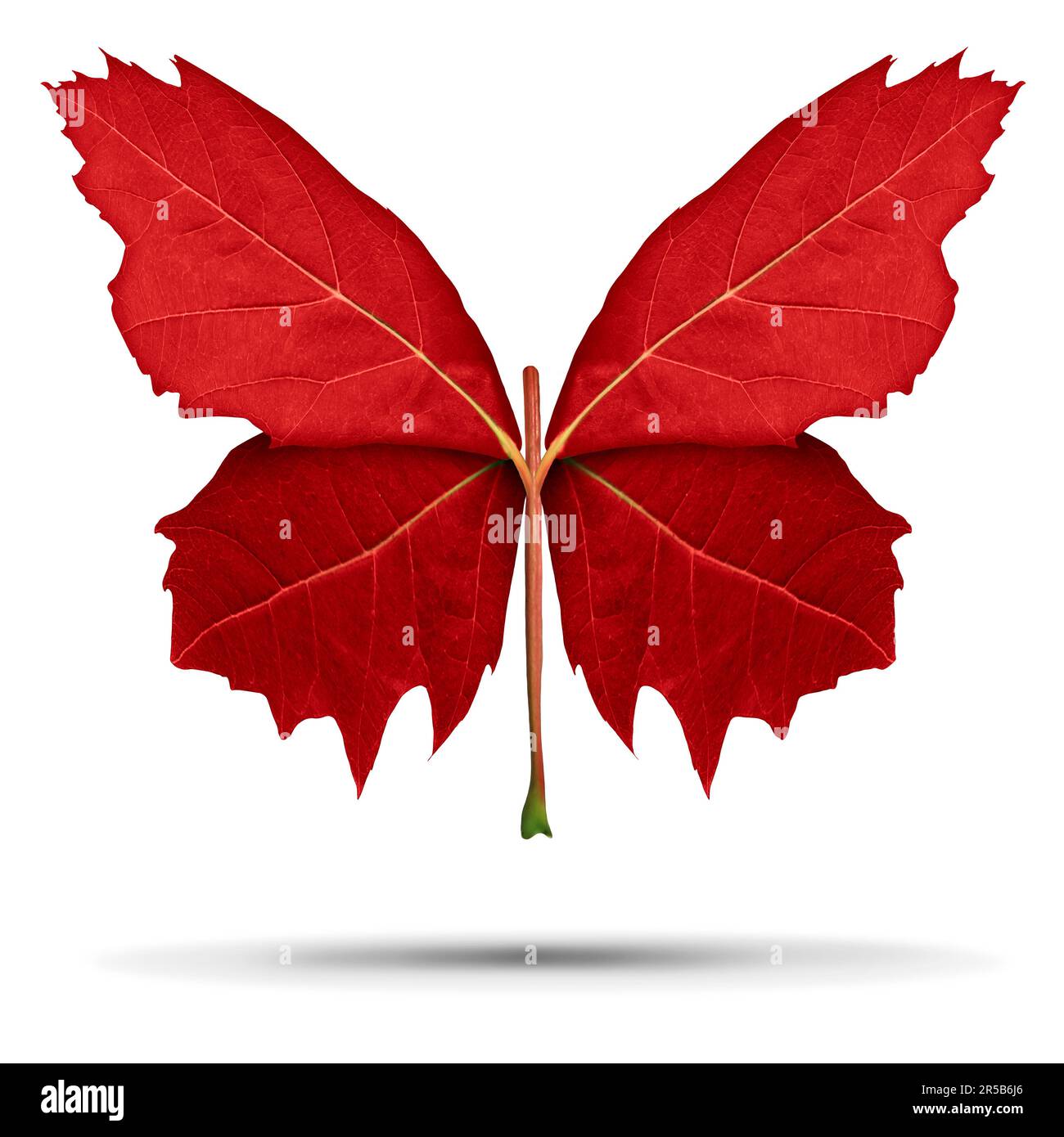 Rotes Ahornblatt in Form der offenen Flügel eines Schmetterlings als Naturmetapher für die kanadische und kanadische Kultur oder als Lernspaß und Transformation Stockfoto
