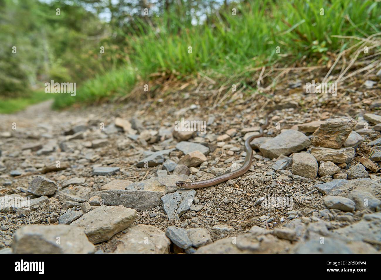 Als taube, auch langsame oder blinde Wurm, Angius fragilis, ist eine Eidechse ohne Beine, die oft für eine Schlange gehalten wird und auf einem Wanderweg im Rothaarstei krabbelt Stockfoto