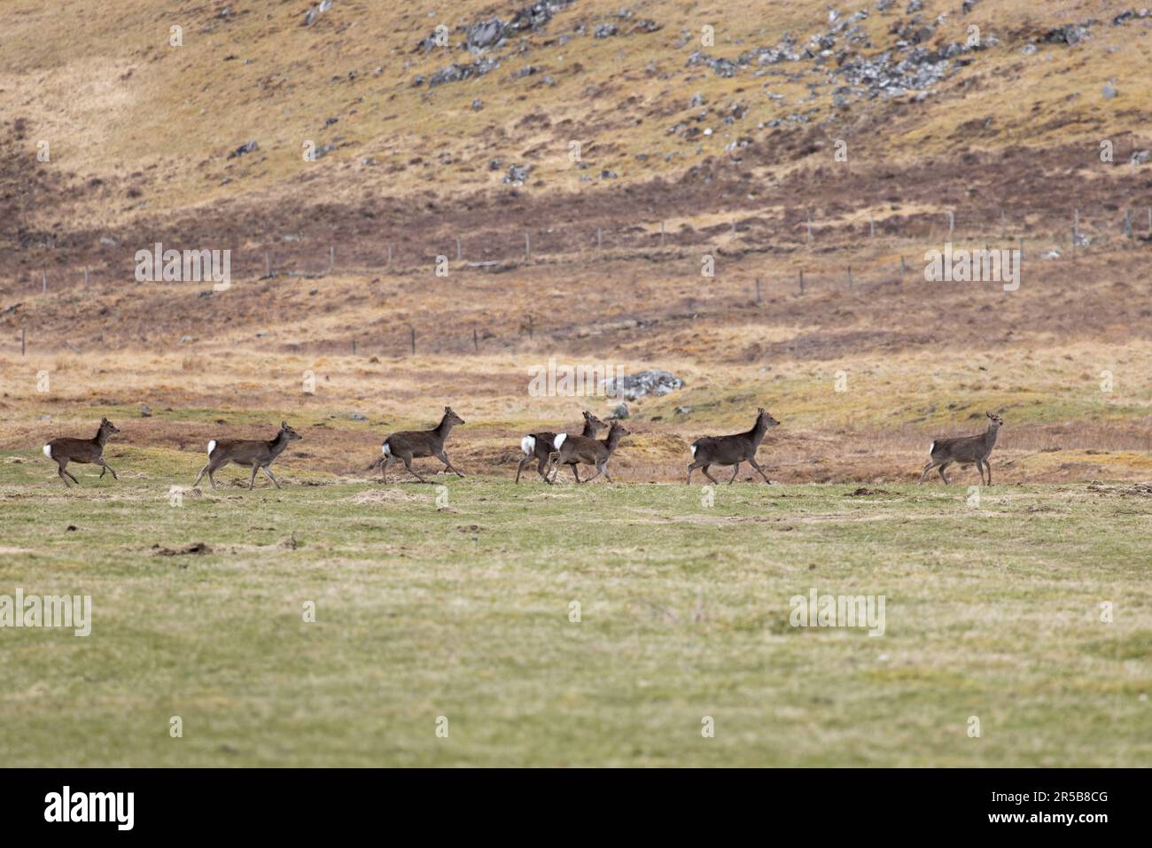 Rotwild (Cervus elaphus) Herde Highland Glenbanchor UK GB April 2023 Stockfoto