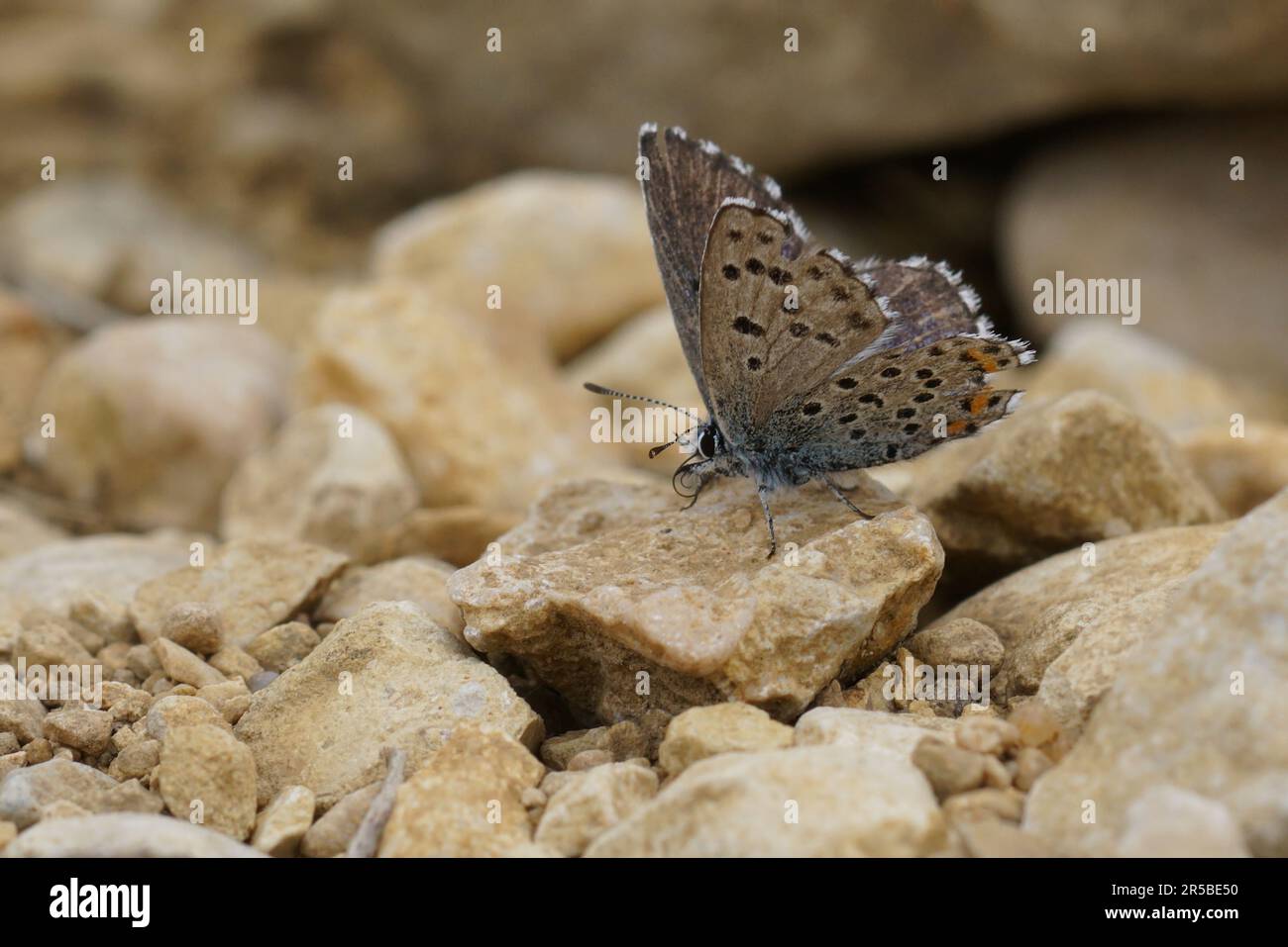 Detaillierte Nahaufnahme auf einem Baton-blauen Schmetterling, Pseudophilotes, die auf dem Boden in Gard, Frankreich, sitzen Stockfoto