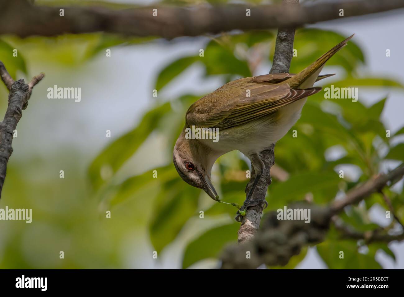 Rothäugiger Vireo, der einen grünen Wurm oder Inchwurm isst, rote Augen deutlich sichtbar, gute Federdetails. Stockfoto