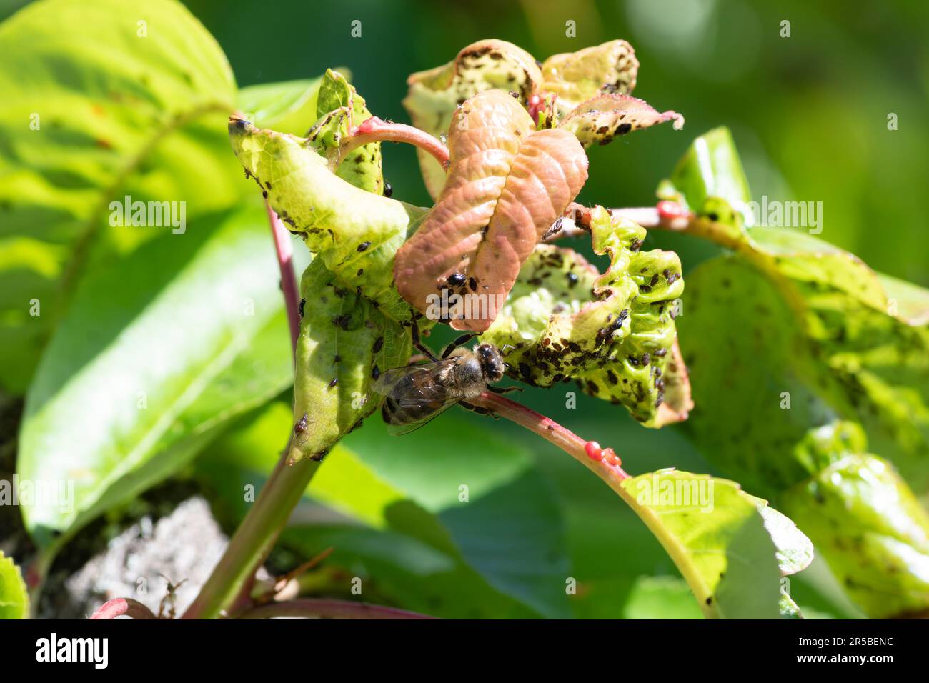 Eine lebhafte Biene und andere Gartenschädlinge, die sich zwischen den üppigen Kirschbäumen herumtreiben, Eindringlinge auf Kirschbaumblättern, Südfrankreich Stockfoto