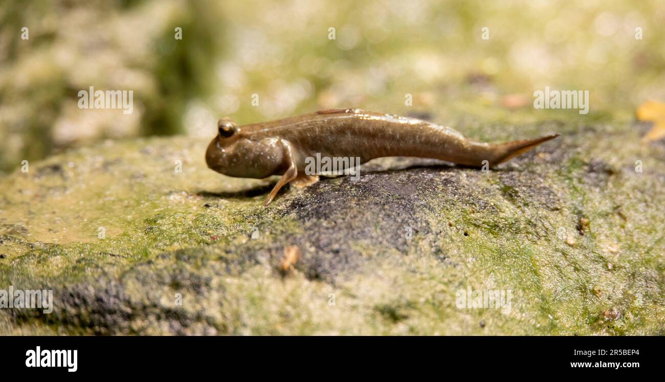 Periophthalmus barbarus krabbelt über Sand und Schlamm und hofft auf einen Partner, das beste Foto. Stockfoto