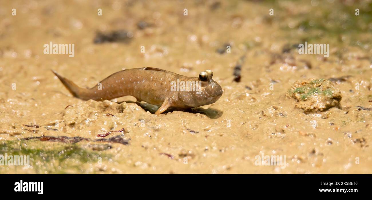 Periophthalmus barbarus krabbelt über Sand und Schlamm und hofft auf einen Partner, das beste Foto. Stockfoto