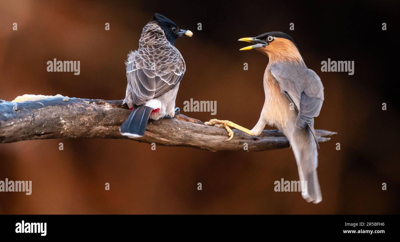Die zwei Vögel standen auf einem Ast Stockfoto
