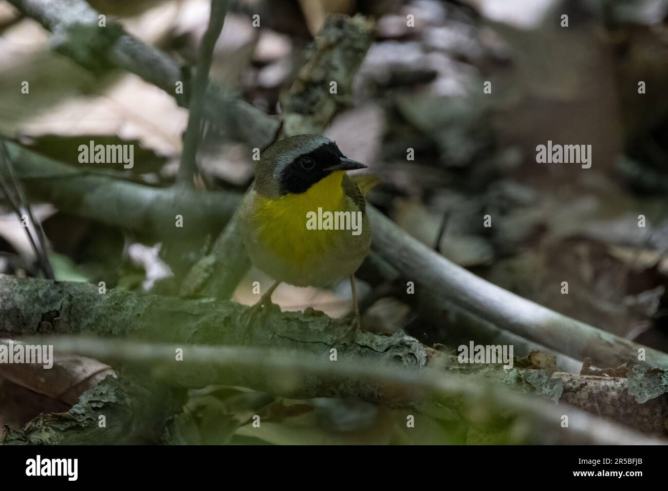 Eine gemeinsame gelbe Kehle auf dem Boden mit dem Kopf nach rechts vom Rahmen. Stockfoto