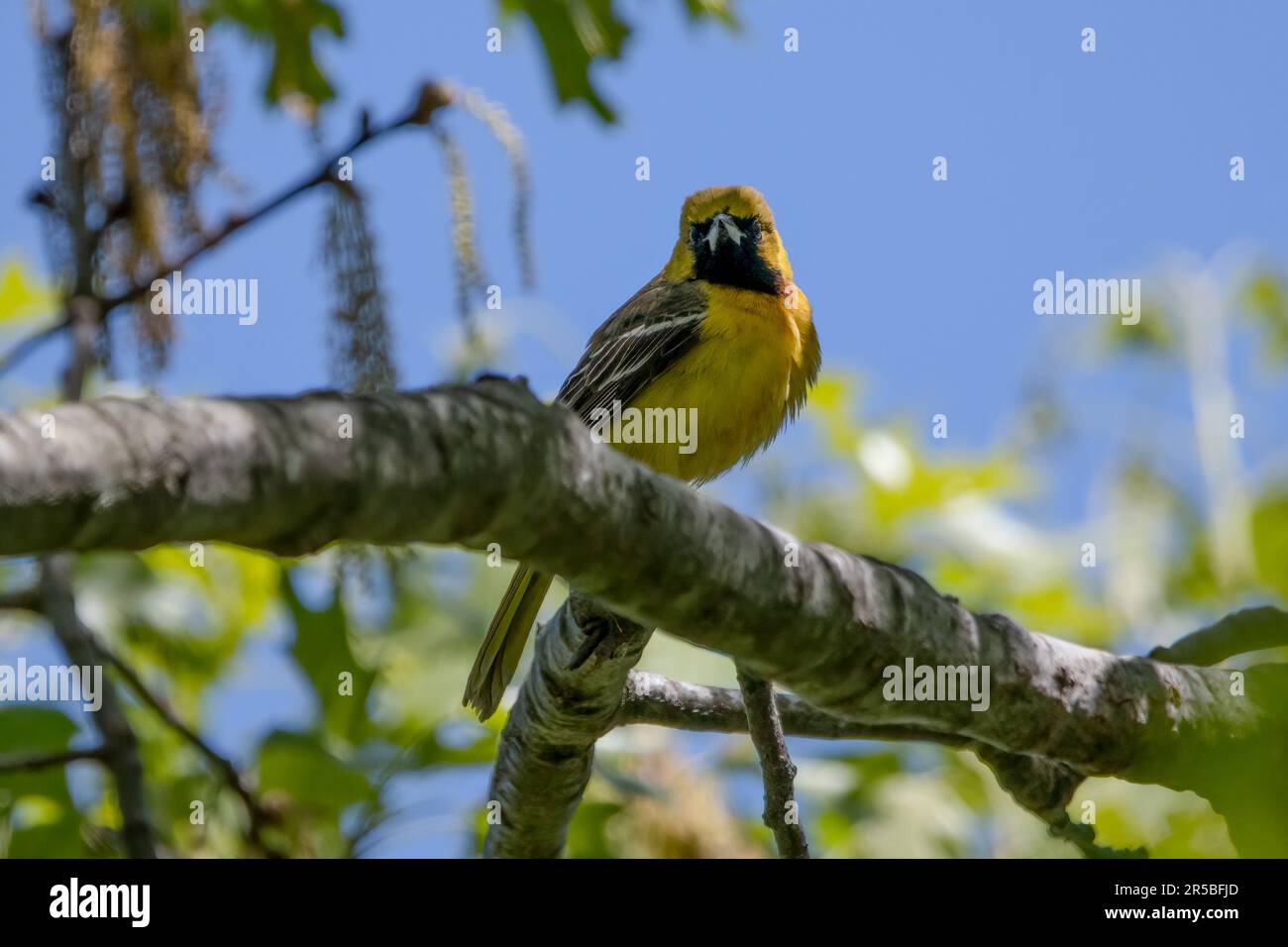 Eine unreife männliche Obstgartenoriole auf einem Ast, die direkt auf die Kamera schaut, gelbes Gefieder mit schwarzem Hals deutlich sichtbar. Stockfoto