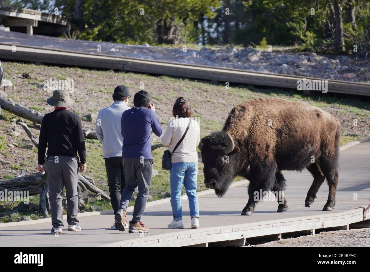 Touristen kommen einem Bison im Yellowstone-Nationalpark nahe Stockfoto