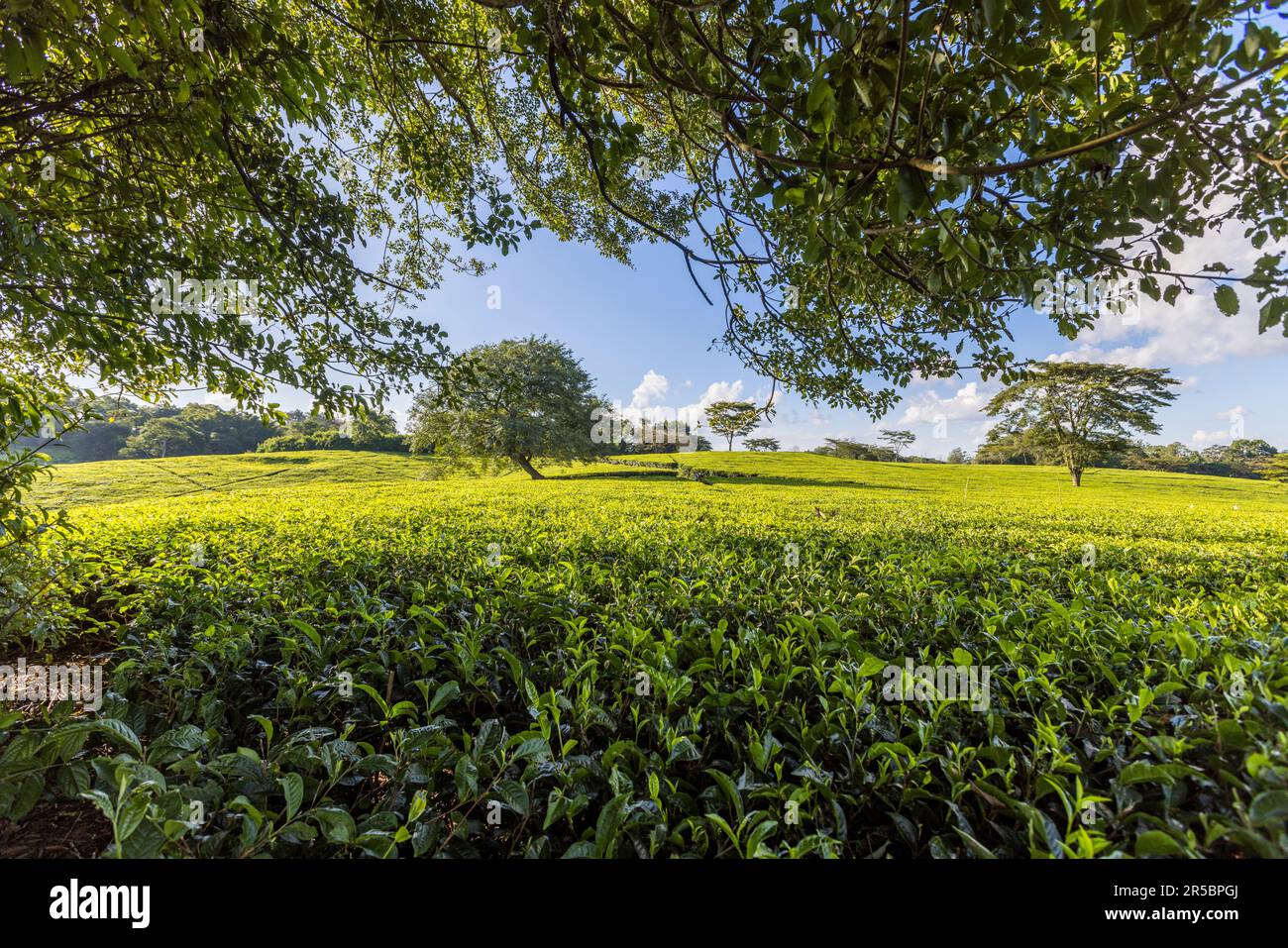 Satemwa Tee- und Kaffeeplantage in der Nähe von Thyolo, Malawi Stockfoto
