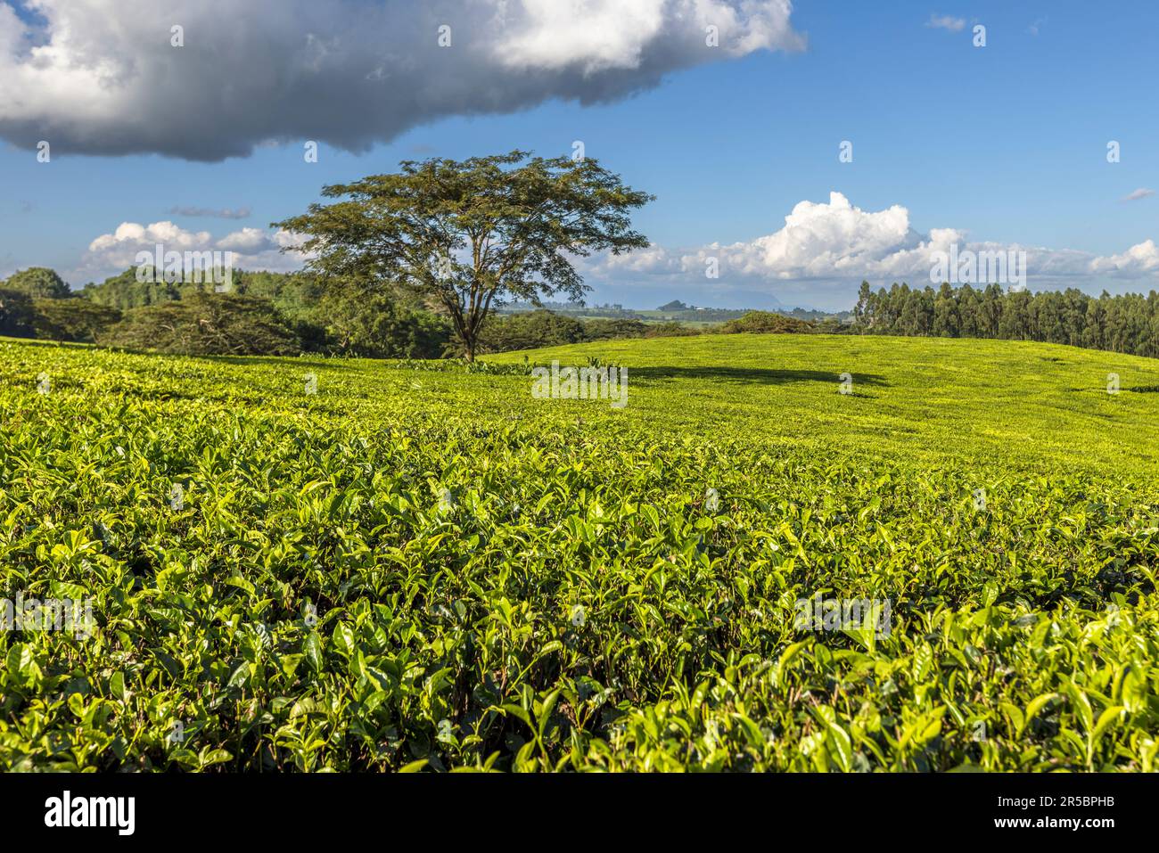 Satemwa Tee- und Kaffeeplantage in der Nähe von Thyolo, Malawi Stockfoto