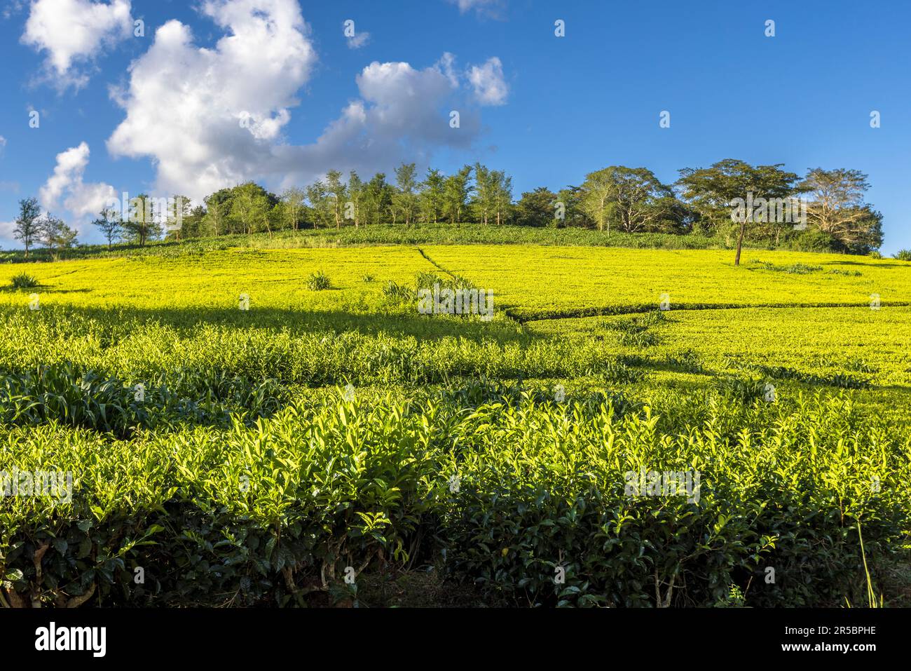 Ein von Bäumen gesäumter Kamm grenzt an die Teeplantagen der Satemwa Estate in der Nähe von Thyolo, Malawi. Die Plantage ist die letzte familiengeführte Teefarm in Malawi, gegründet von Maclean Kay. Stockfoto