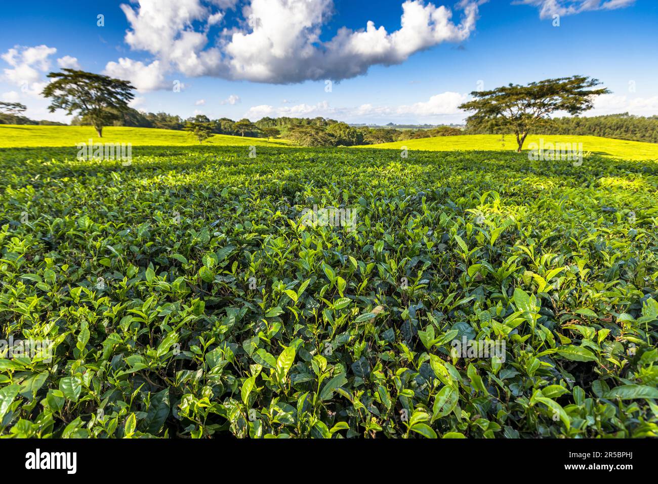 Satemwa Tee- und Kaffeeplantage in der Nähe von Thyolo, Malawi Stockfoto