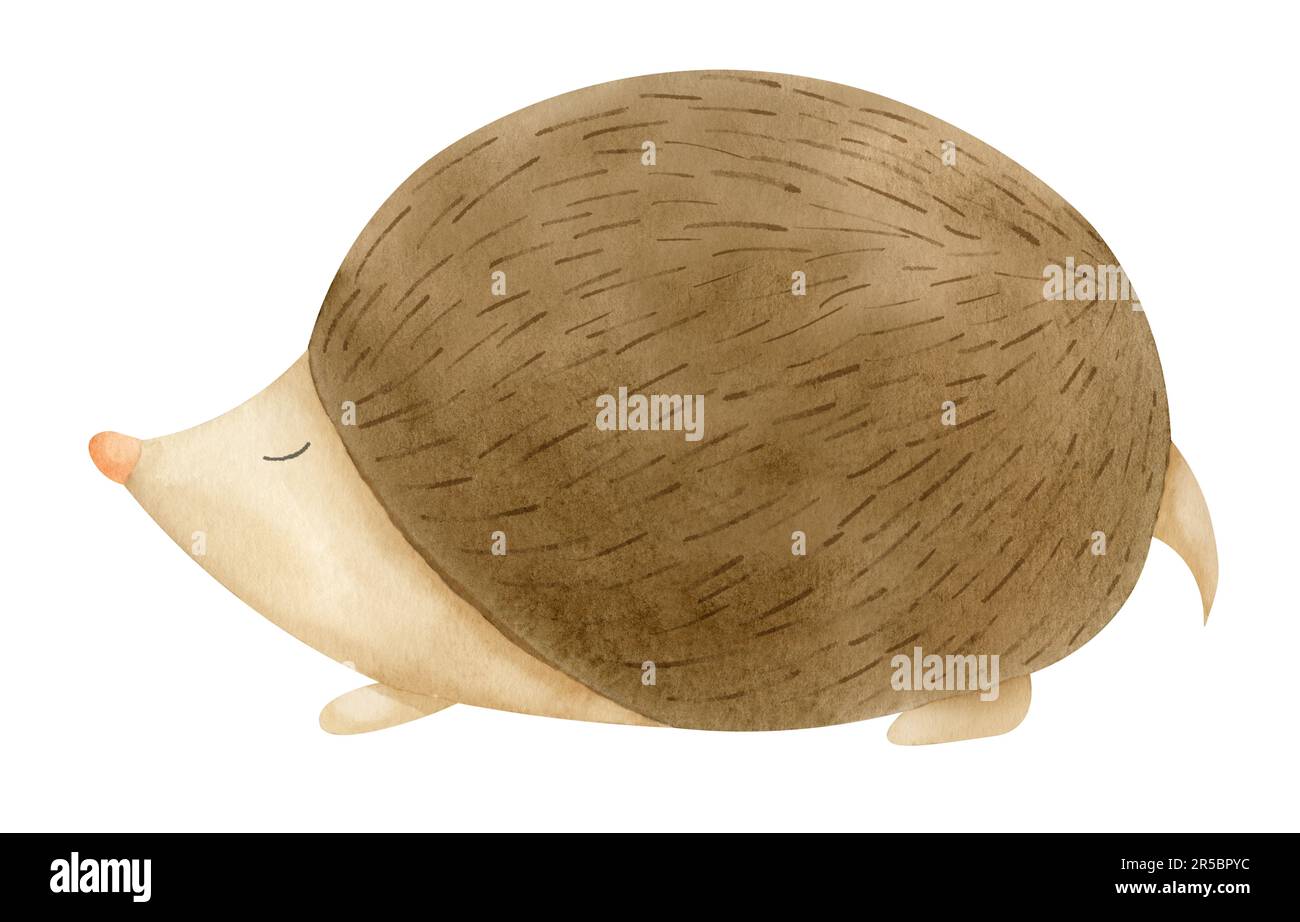 Süßer kleiner Igel auf weißem, isoliertem Hintergrund. Handgezeichnete Aquarell-Illustration eines wilden Waldtieres für die Babyparty Grußkarten oder Einladungen. Zeichnung für kindliches Design. Kinderskizze. Stockfoto
