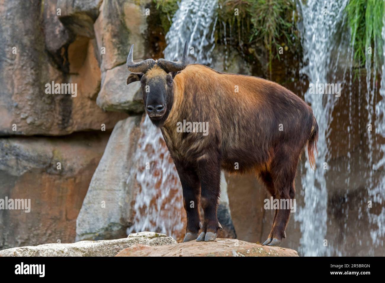Mishmi Takin (Budorcas taxicolor taxicolor) gefährdete Ziegenantilopen aus Indien, Myanmar und China Stockfoto