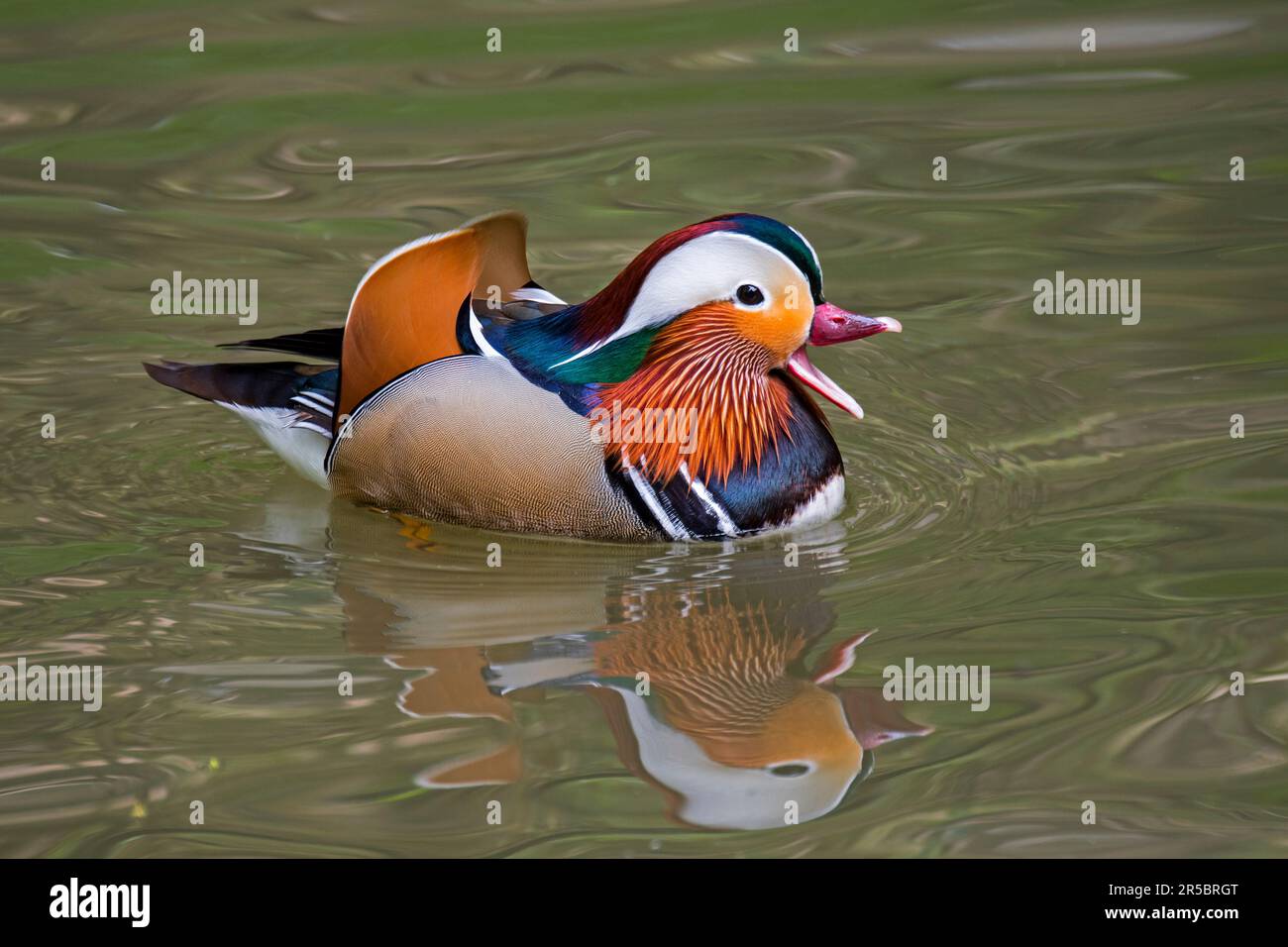 Mandarinente (Aix galericulata), männlich, schwimmend und anrufend im Teich, einheimisch in Ostasien Stockfoto