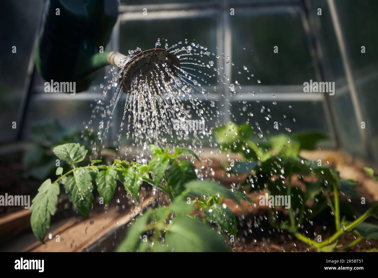 Bewässerung von Setzlingen im Gewächshaus. Selektiver Fokus auf Gießkanne. Stockfoto