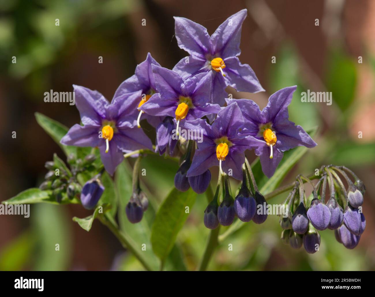 Solanum crispum oder Kartoffelrebe. (Beeren sind giftig) Stockfoto