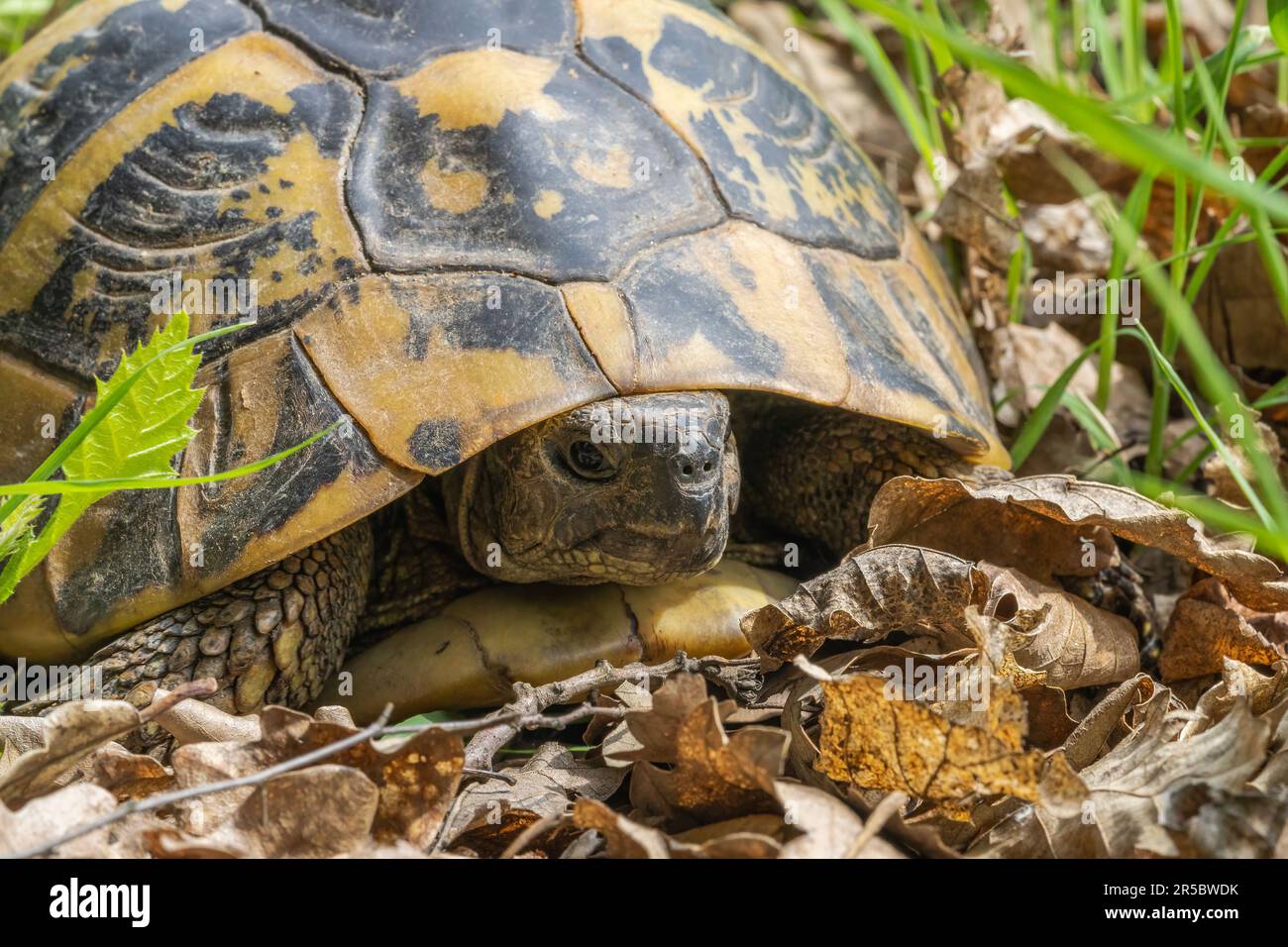 Die Waldschildkröte testudo hermanni ist eine Schildkrötenart, die in Serbien sehr verbreitet ist Stockfoto