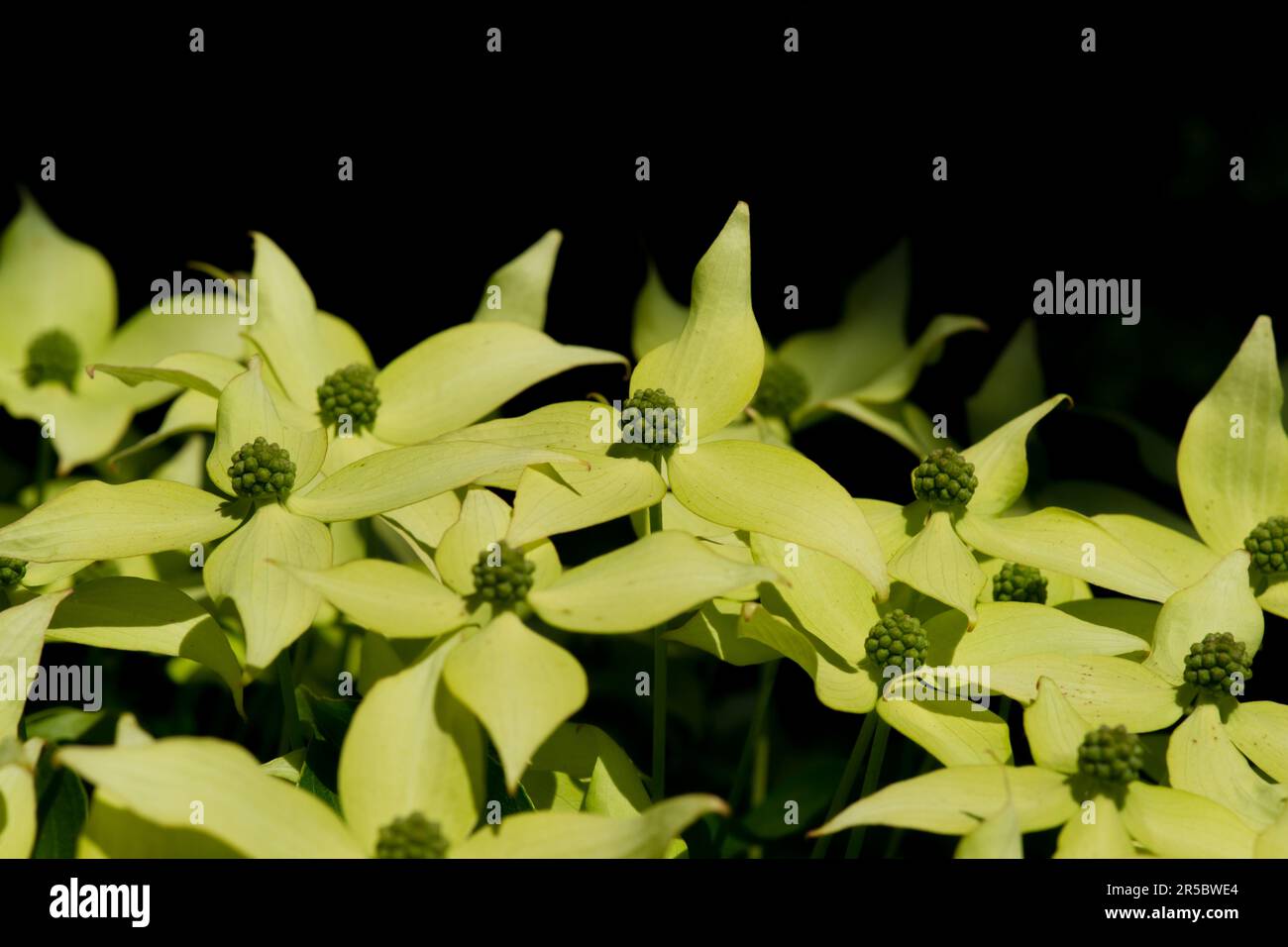 Cornus kousa oder Kousa Hundewald Stockfoto
