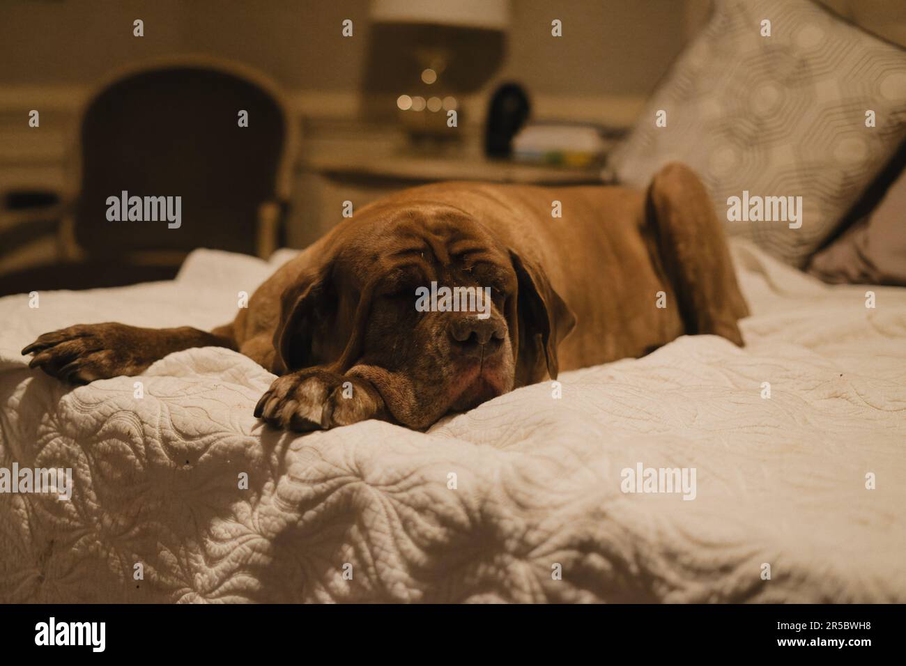Ein brauner Hund, der bequem in einem gemütlichen Bett ruht Stockfoto