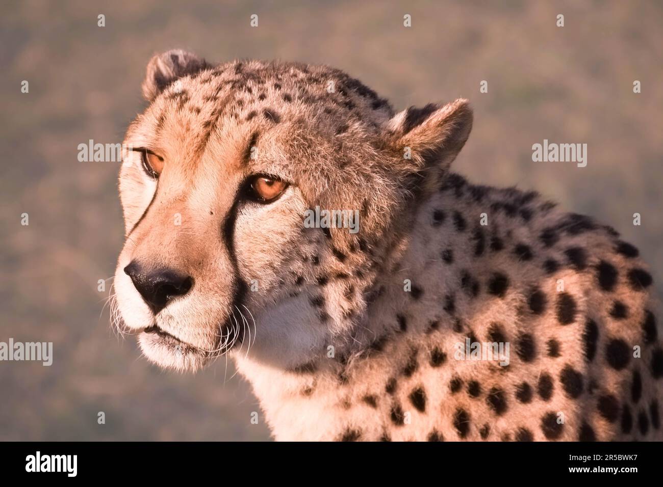 Nahaufnahme des seitlichen Profils von Kopf und Hals eines Geparden, das sein Fell und seine auffälligen Ohren zeigt Stockfoto