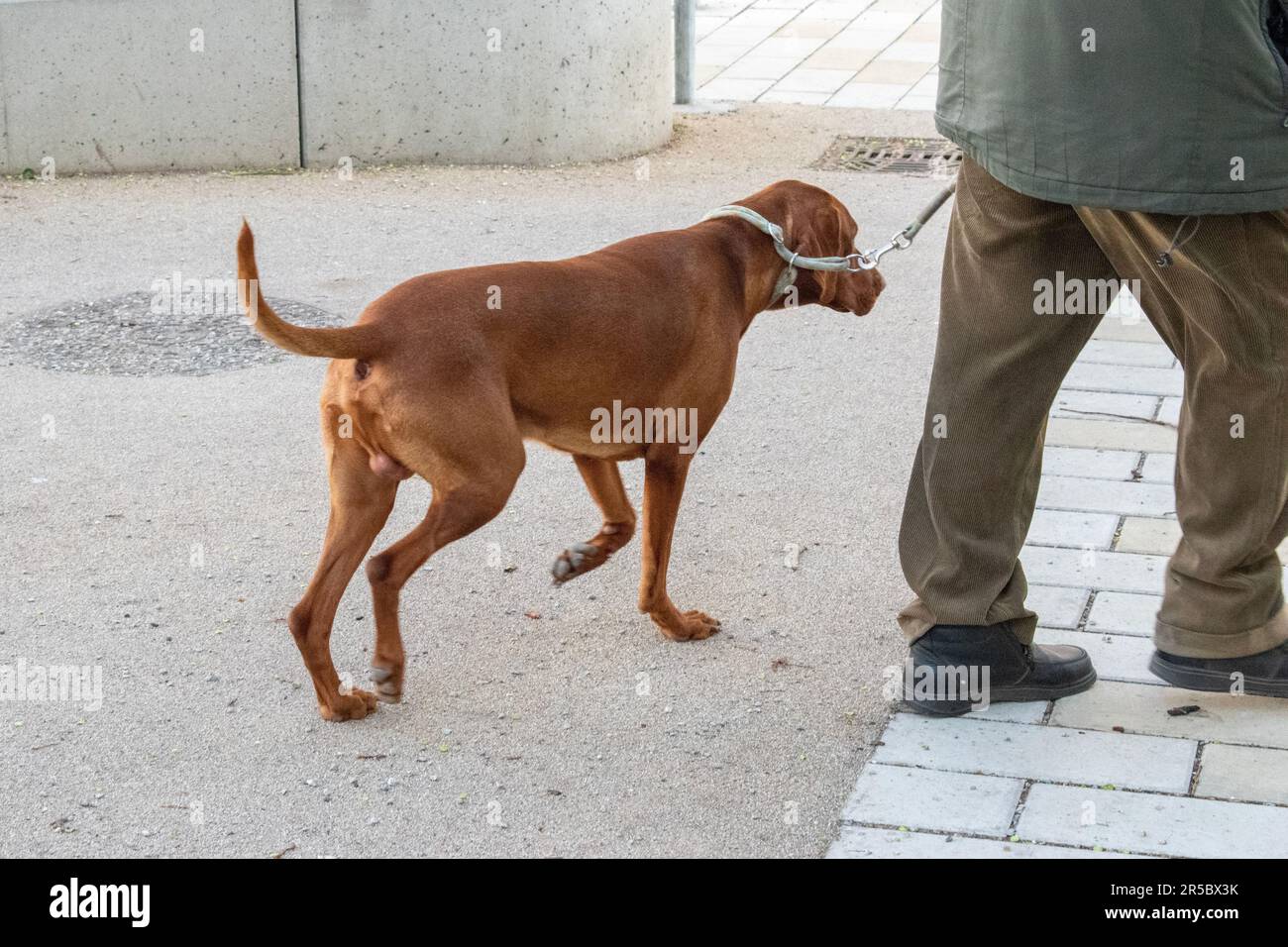 wien, österreich. 01.04.2023. Fußgänger und Hunde in einem Wiener Park, ungarische Hunderasse, Jagdhund Stockfoto