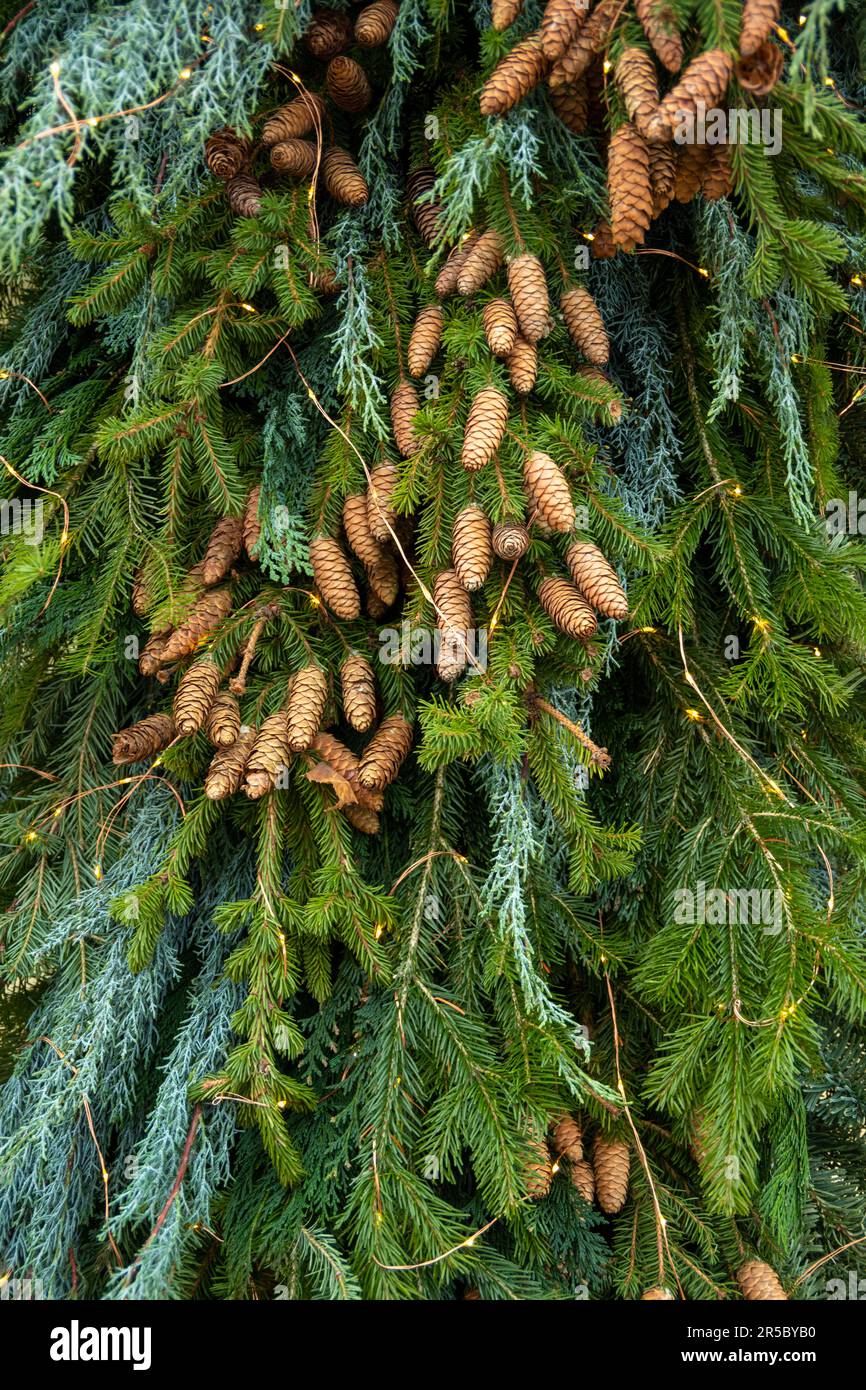 Struktur des Weihnachtsbaums. Zweige einer blauen Fichte mit Zapfen und einer Girlande-Nahaufnahme im Winter. Dekoration für Weihnachten und Neuen Stockfoto