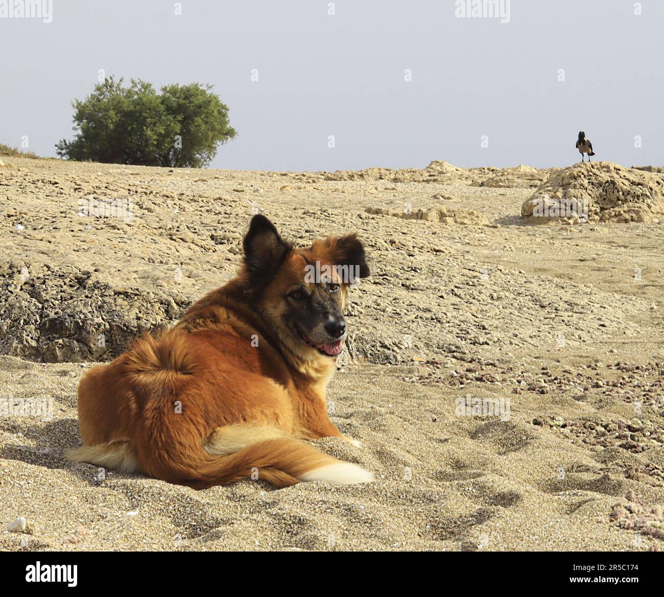 EIN BASKISCHER SCHÄFERHUND LIEGT AUF EINEM SAND UND DREHT SEINEN KOPF ...