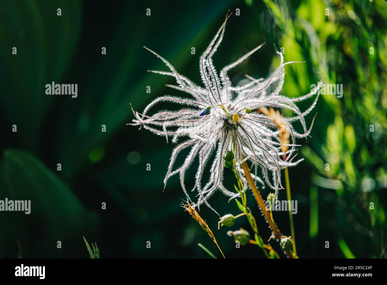 Pulsatilla Alpina, auch bekannt als alpiner Pasqueflower oder fruchtbarer alpiner Anemon, in der Nähe von Grimone, im Süden Frankreichs (Drome) Stockfoto