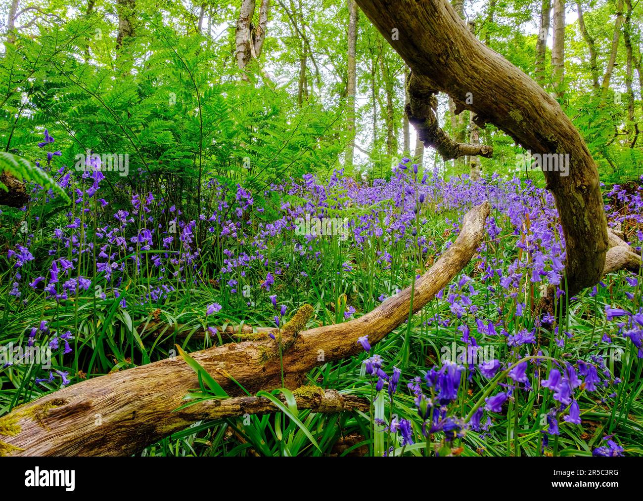 Teppich aus Glockenblumen Stockfoto