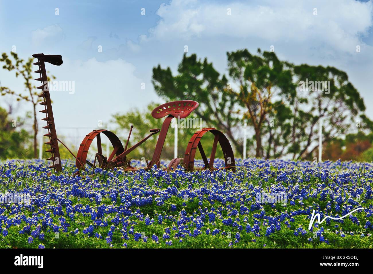 Antiquitäten-Traktor auf einem Feld mit blauen Ecken Stockfoto