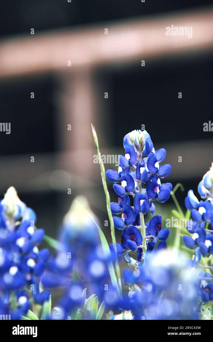 Nahaufnahme Bluebonnet Ennis Texas Stockfoto