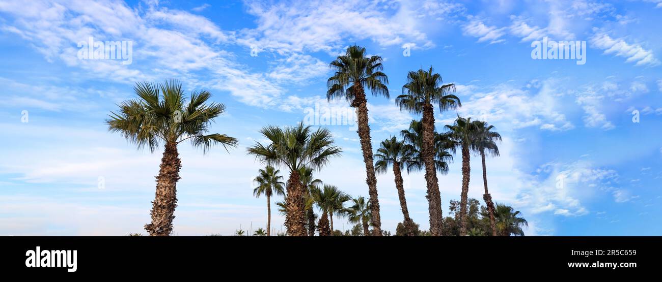 Palmen vor blauem wolkigen Himmelshintergrund. Vorlage für Sommerferien Stockfoto