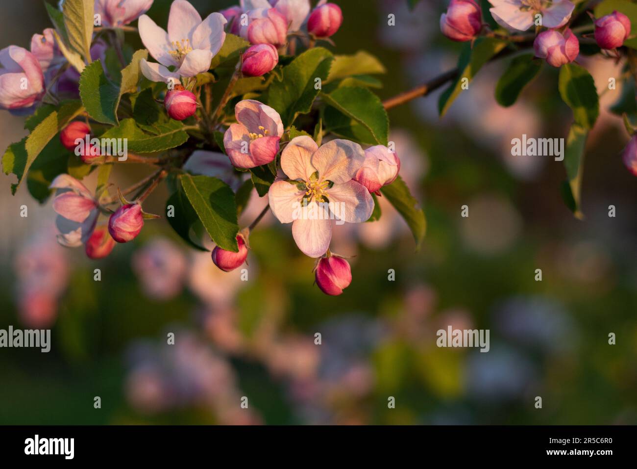 Ein lebhafter Apfelbaum, der in der goldenen Stunde des Abendhimmels erleuchtet wird, geschmückt mit üppigen Blättern und blühenden Blumen Stockfoto