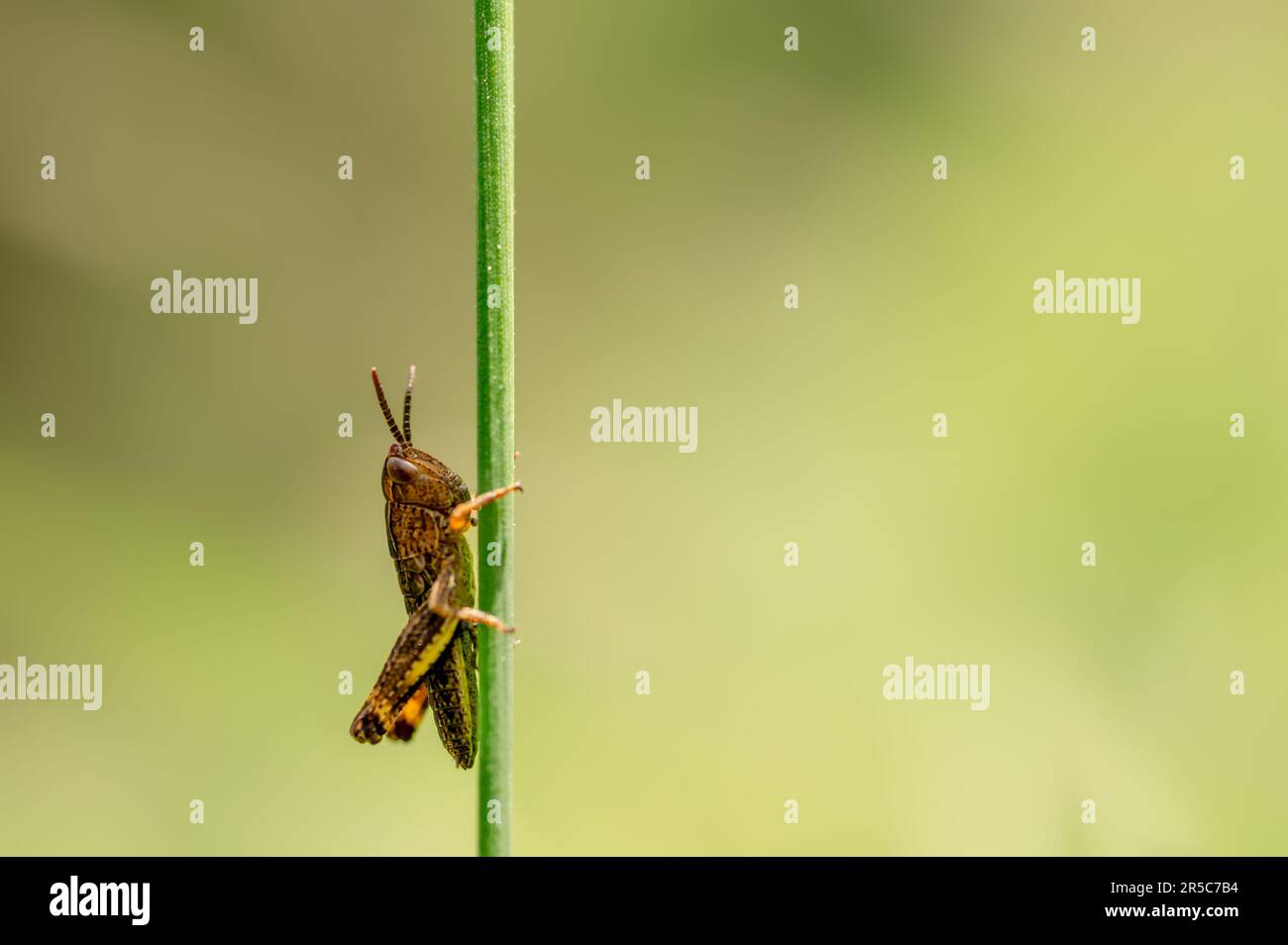 Ein brauner Grashüpfer auf Pflanzen im Frühling. Biodiviery. Speicherplatz kopieren. Grengiols, Schweiz. Stockfoto