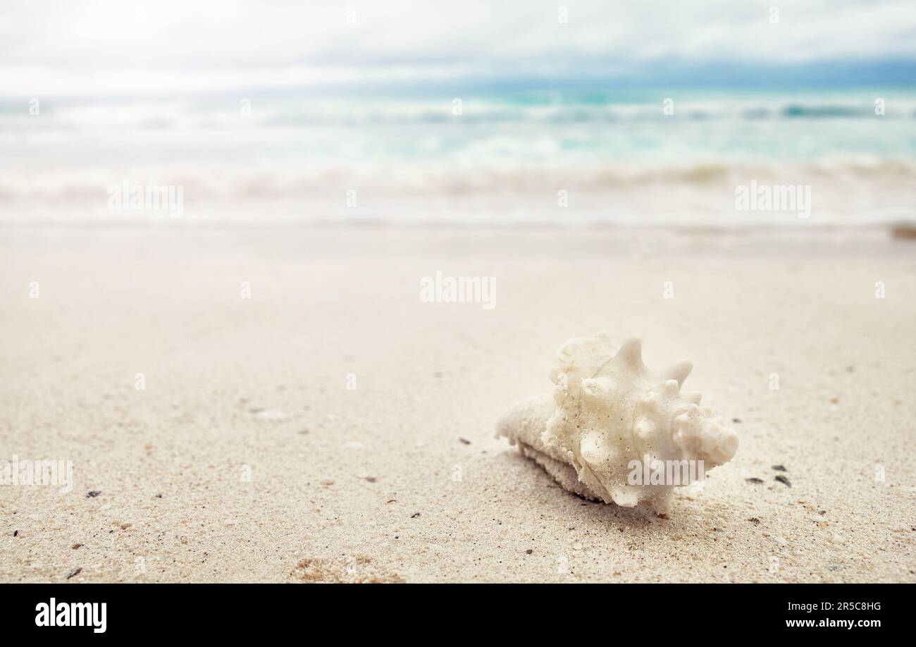 Muschel am tropischen Strand, selektiver Fokus, Sommerurlaubskonzept. Stockfoto