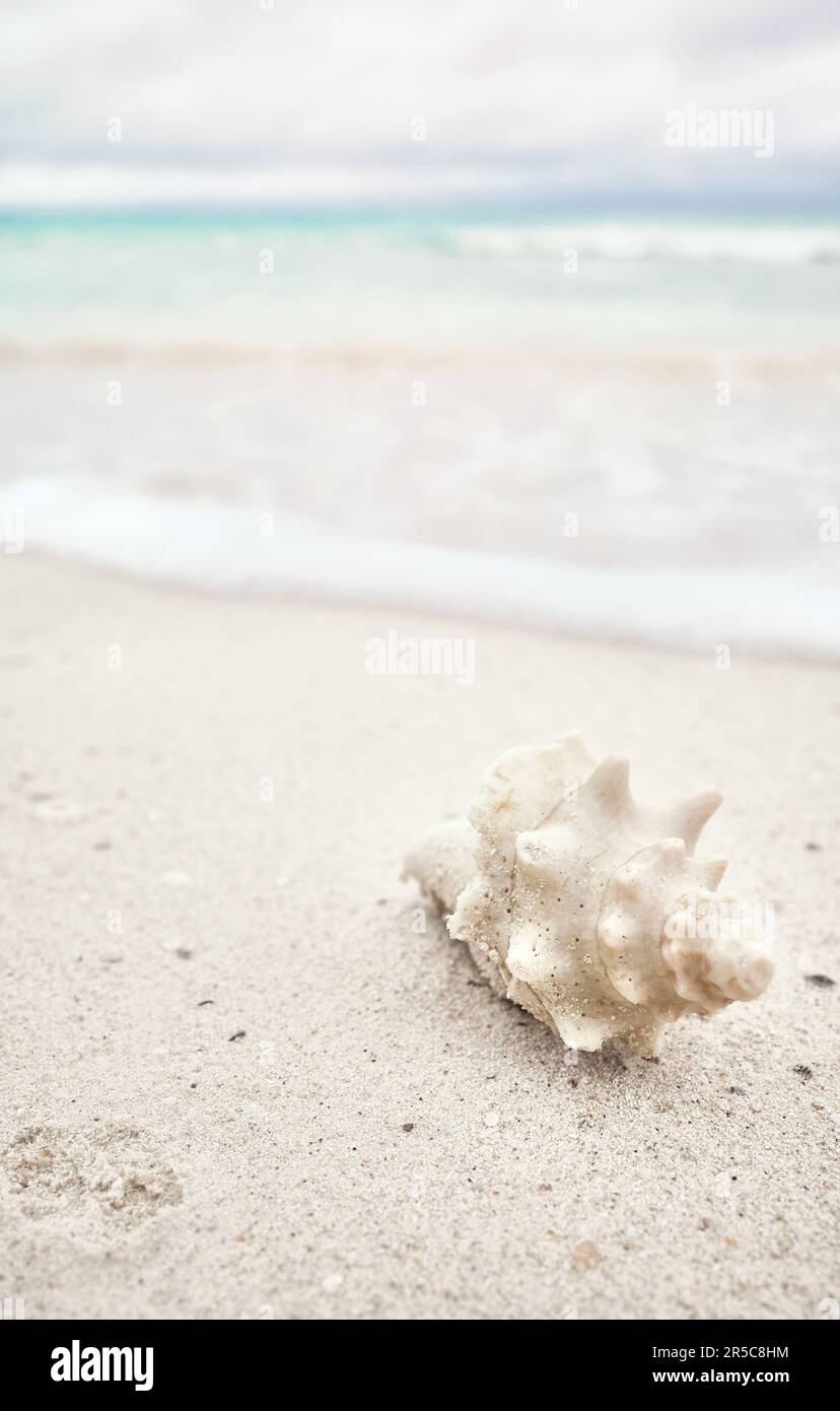 Muschel am tropischen Strand, selektiver Fokus, Sommerurlaubskonzept. Stockfoto