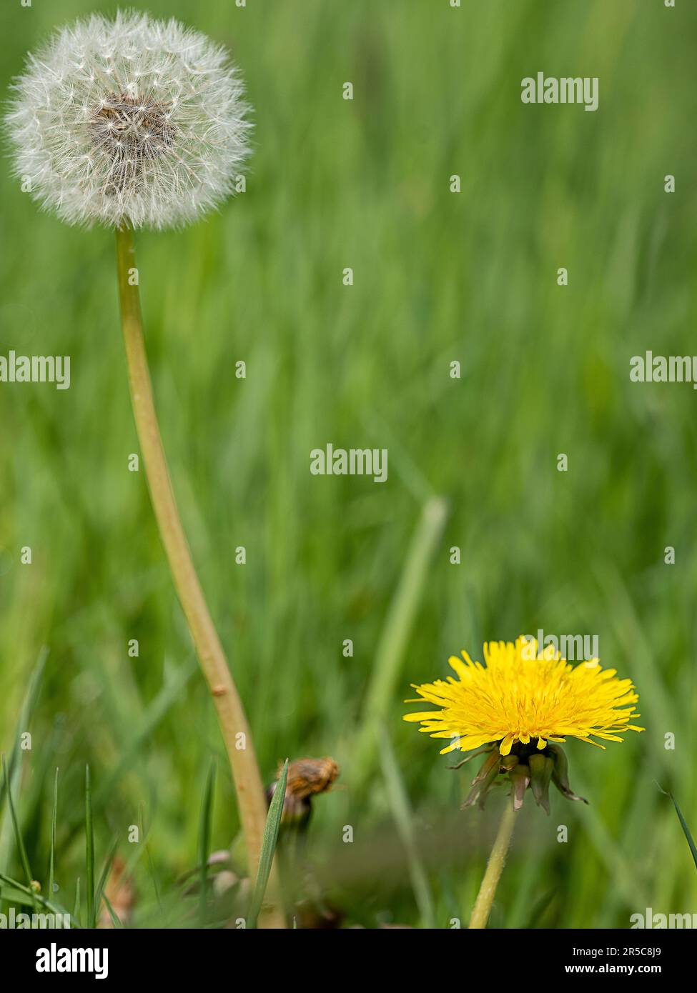 Löwenzahn mit gelber Blume vor verschwommenem Grashintergrund Stockfoto