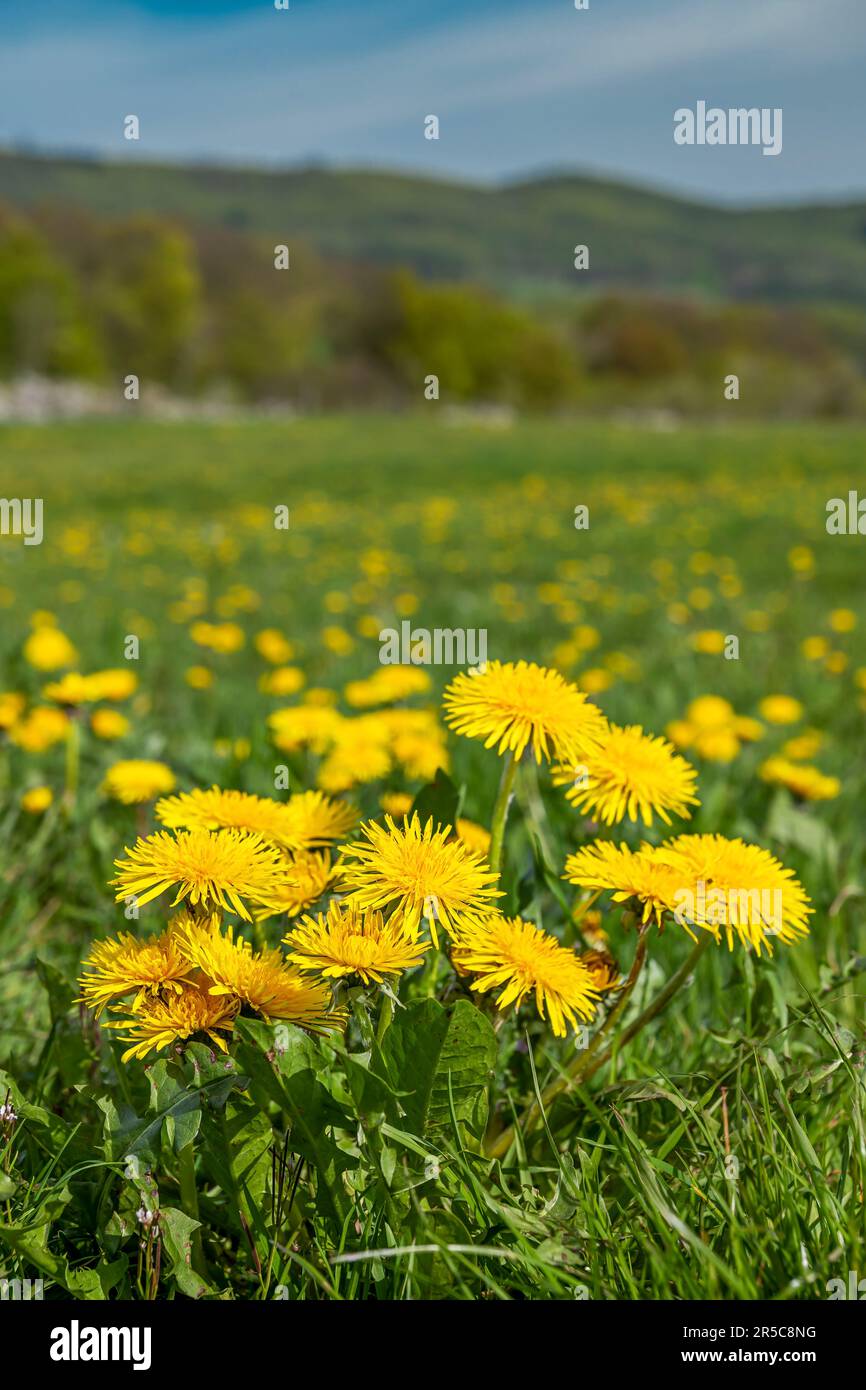 Breite Wiese mit unzähligen gelben Löwenblumen mit Wald und Bergen im Hintergrund Stockfoto