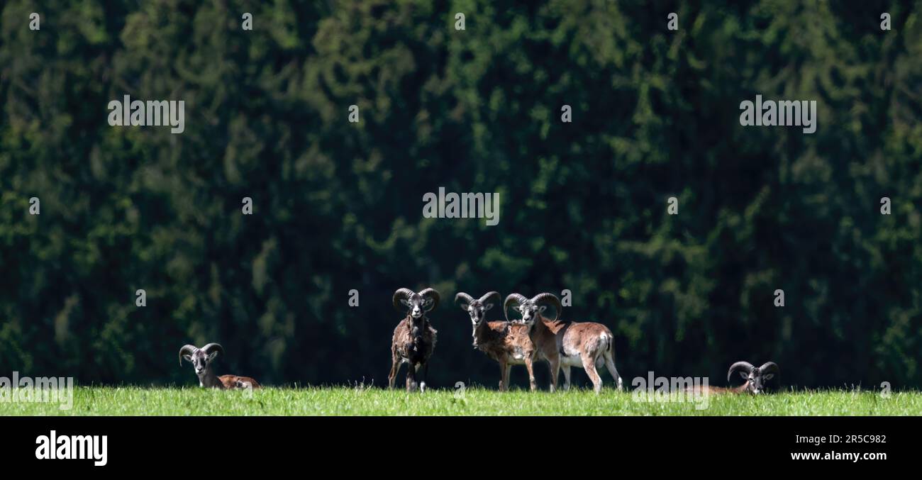 Ein großes Landschaftsbild einer Herde wilder Mufflons (Ovis Gmelini ) auf einer Wiese mit Blick in die Kamera, ein dunkler Wald im Hintergrund, Minimalismus, Stockfoto