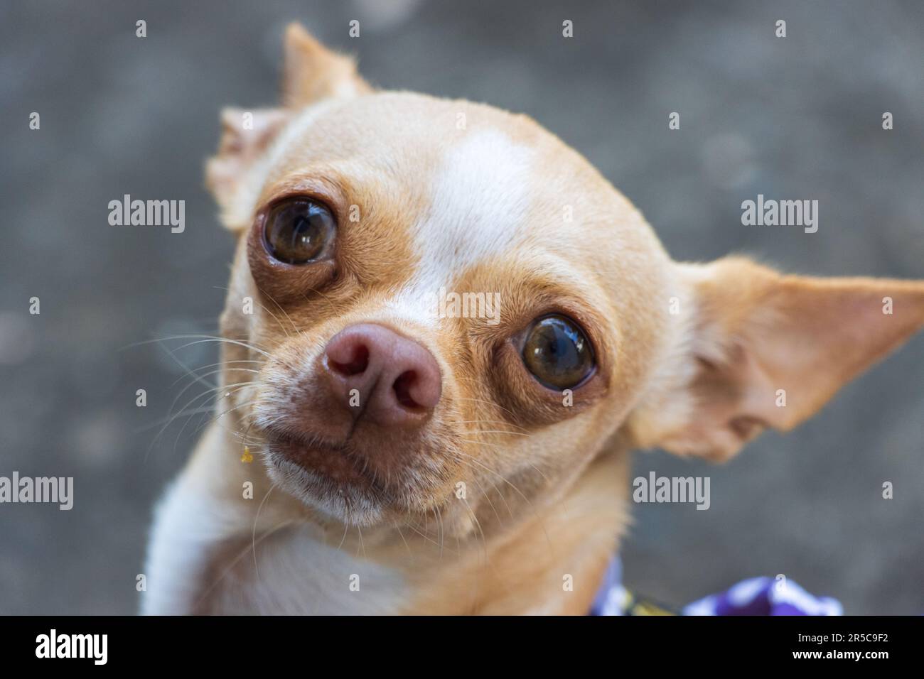 Ein bezaubernder chihuahua, der direkt in die Kamera schaut, während er auf dem Bürgersteig steht Stockfoto