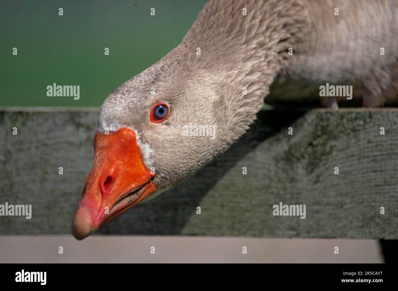 Pommern-Gans, Ruegen-Gans Stockfoto