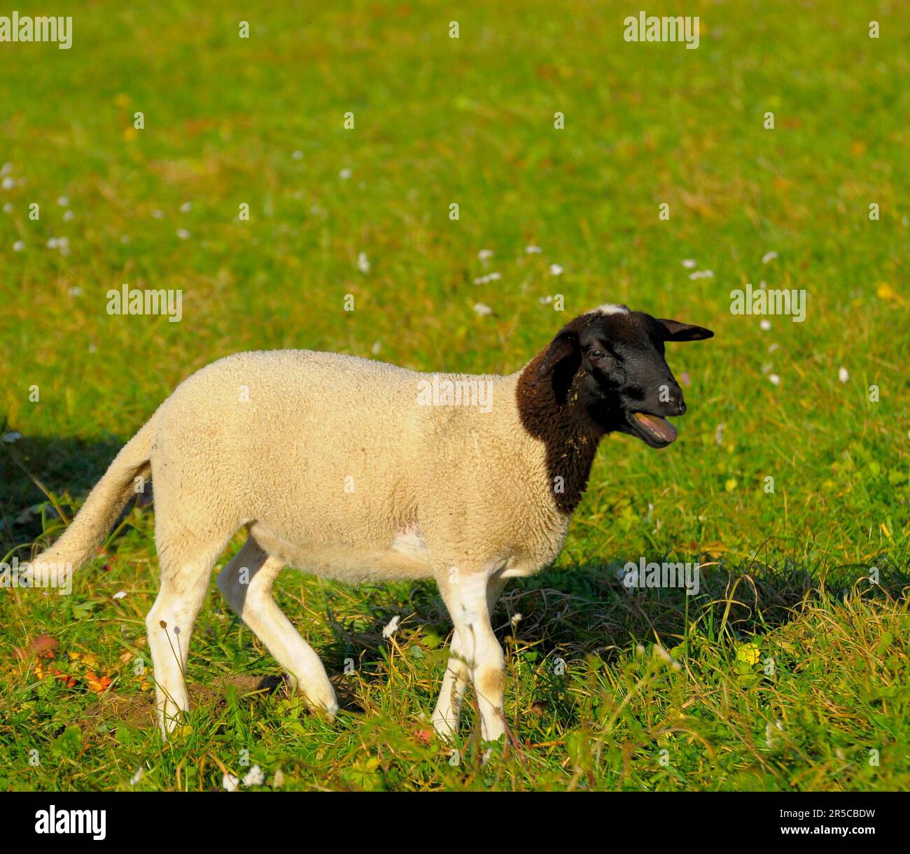 Landschaftsbild : Schwabenschaf schwarz-weiß, Hausschafe (Ovis orientalis aries) Stockfoto