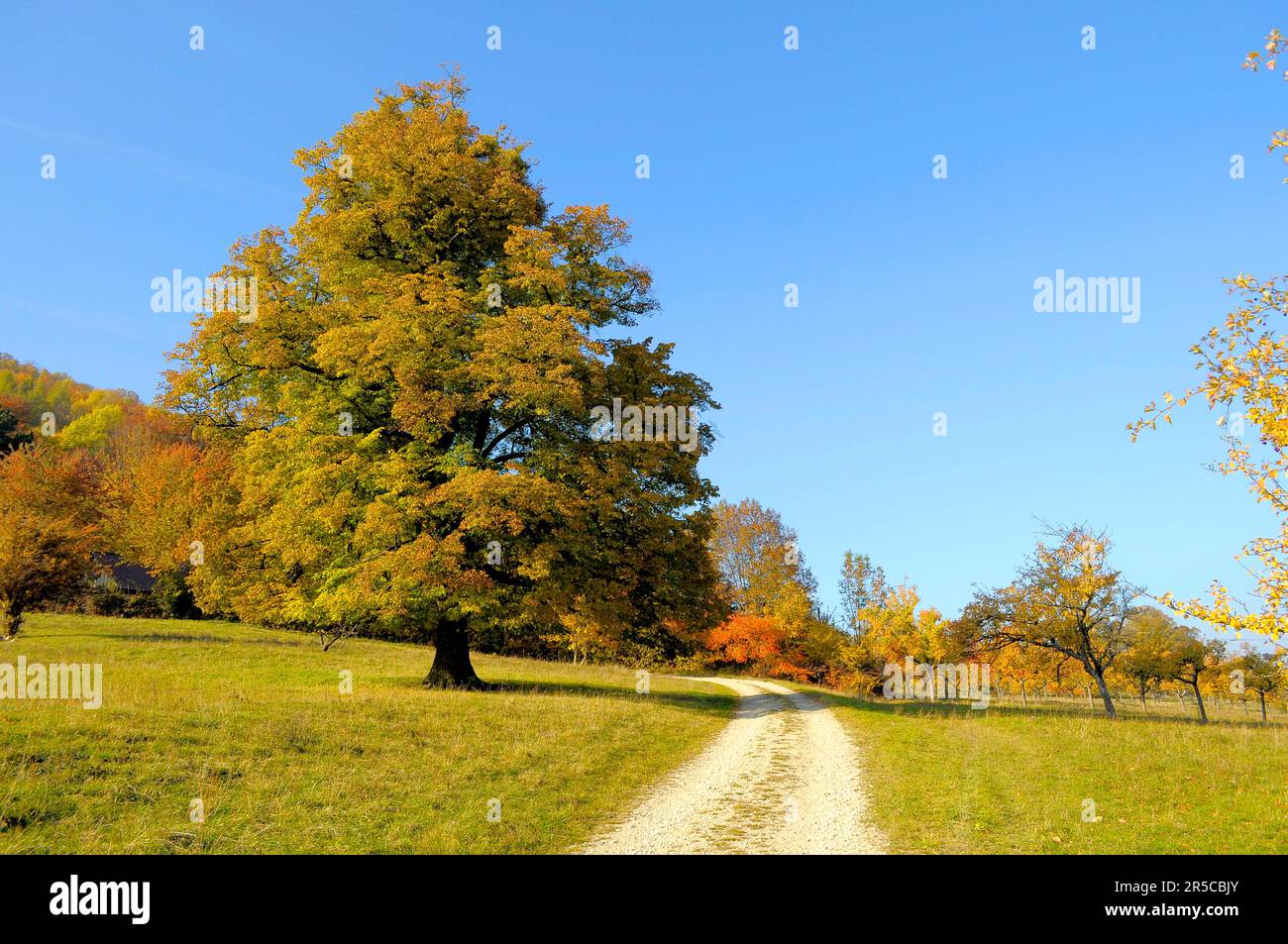 Landschaft : Schwäbische Alb, Limettenbaum im Herbst, Landstraße Stockfoto