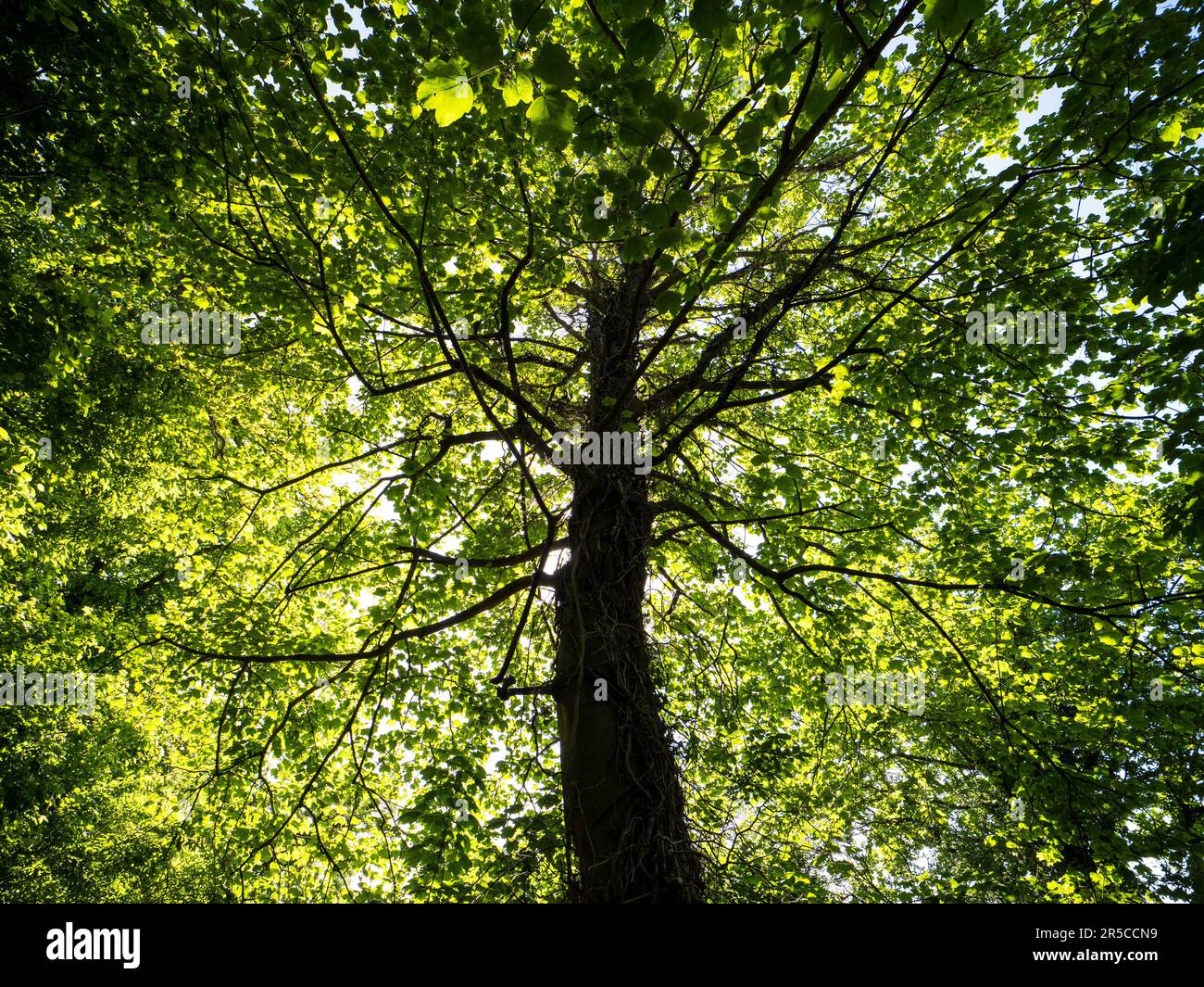 Hintergrundbeleuchtung Baum, Sommer, Balmore Walk, Caversham, Reading, Berkshire, England, Großbritannien, GB. Stockfoto